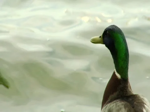 Mallard Duck 1 Stock Footage 8691884