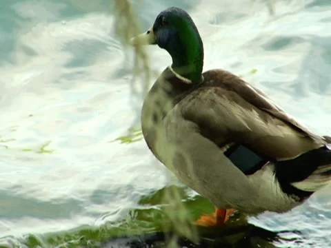 Mallard Duck 2 Stock Footage 8691859