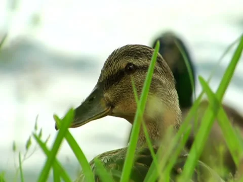 Mallard Duck 3 Stock Footage 8691832