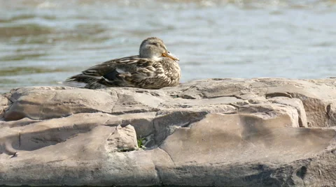 Mallard Duck 4K 스톡 동영상 54595529