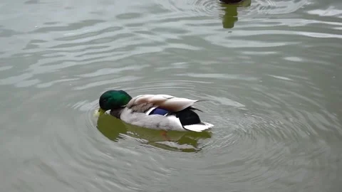 Mallard duck activity on the lake in spring Stock Footage 309481981
