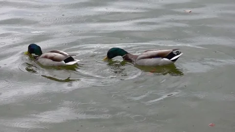Mallard duck activity on the lake in spring Stock Footage 309482226