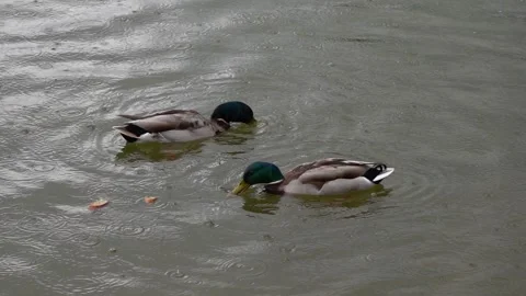 Mallard duck activity on the lake in spring Stock Footage 309482274
