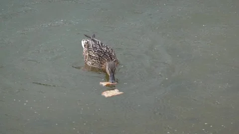 Mallard duck activity on the lake in spring Stock Footage 309482428