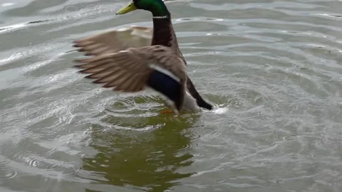 Mallard duck activity on the lake in spring Stock Footage 309482583