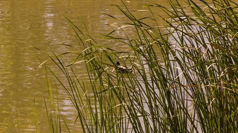 Mallard duck among the river cattails Foto stock