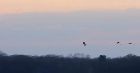 Mallard duck Anas platyrhynchos on a spring pond in slow motion. 스톡 동영상 330873583