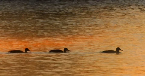 Mallard Duck  and Great Crested Grebe  in the morning mist Vidéo 340774567