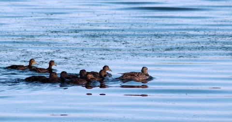 Mallard duck with baby ducklings float across pond in slow motion Video stock 132014541