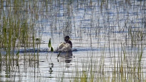 Mallard duck bathing Stock Footage 115848884