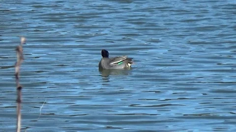A Mallard duck bathing, scratching its head, flapping, splashing, singing Stock Footage