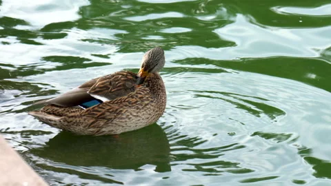 Mallard duck on the beach Stock Footage 167439888