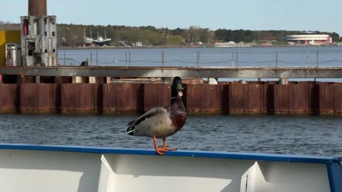 Mallard Duck on Boat Railing in Klaipeda Harbor Stock Footage 336560048