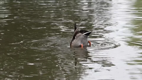 Mallard duck bottoms up Stock Footage 317041428