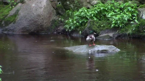 Mallard duck in the Brook Stock Footage 76105121