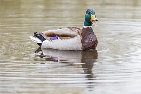 Mallard duck calling out Stock Photos