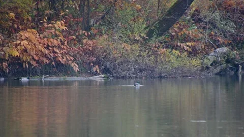 Mallard duck in calm river Stock Footage 171108818