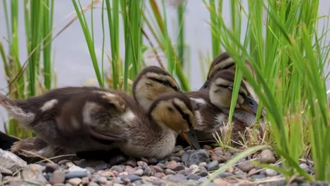 Mallard duck chicks close up sitting on the shore Video stock 306395188