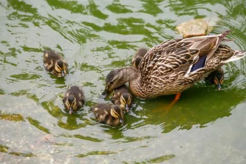 Mallard duck with chicks Stock Photos