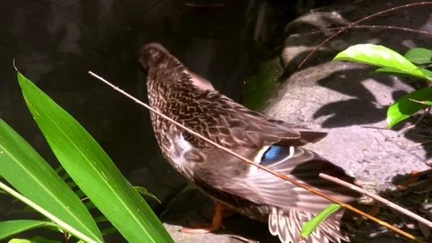 Mallard duck cleaning feathers Stock Footage 92556591