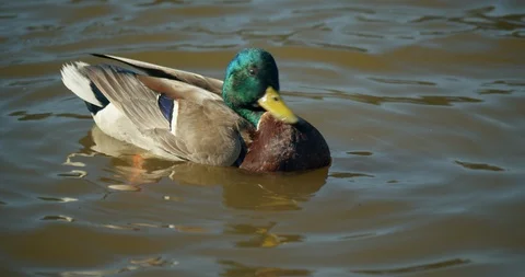 Mallard Duck cleaning feathers Video stock 129853903