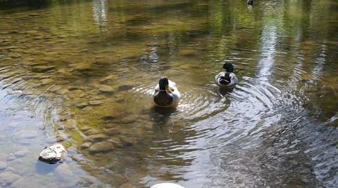 Mallard Duck Cleaning Himself Stock Footage 42945431