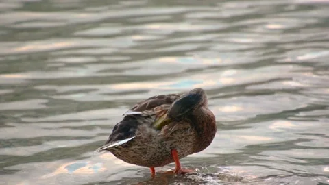 Mallard duck cleaning itself in pristine lake. Wild animal in nature Stock Footage 157106602