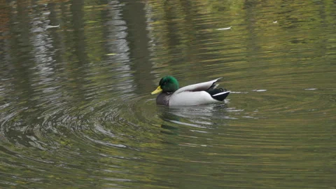 A mallard duck cleans itself Stock Footage 319491377