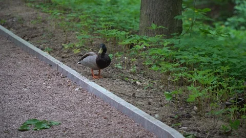 Mallard Duck close-up in forest footpath, Nature Green Bird Wildlife, 4k Motion Stock Footage 107995789