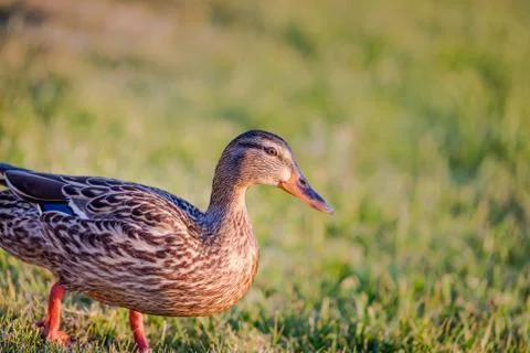 Mallard Duck Close Up Stock Photos