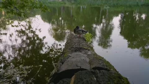 Mallard Duck on Concrete Structure by Pond Stock Footage 326375927