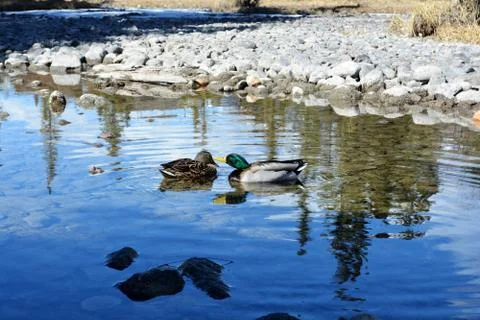 Mallard duck couple playing in a stream Stock Photos