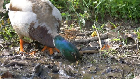 Mallard duck dabbles in mud at the edge of a pond - two clips 4K 動画素材 107610972