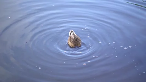 A mallard duck dives headfirst into a serene pond Stock-Footage 342192008