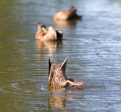 Mallard duck diving Stock Photos