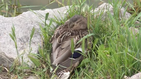 Mallard duck dozing among grass near stones on a pond shore, head tucked in.. Stock Footage 336402972