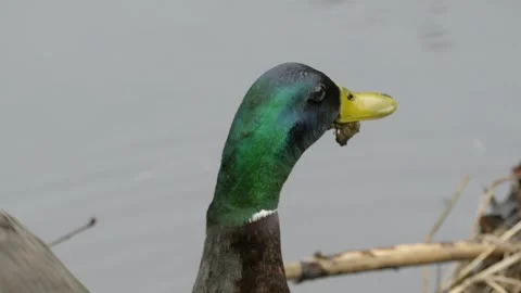 Mallard Duck Drake Flapping Wings Close Up Vidéo 334852215