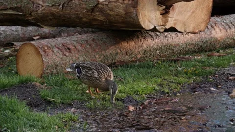 Mallard duck drinking water Stock Footage 130340828