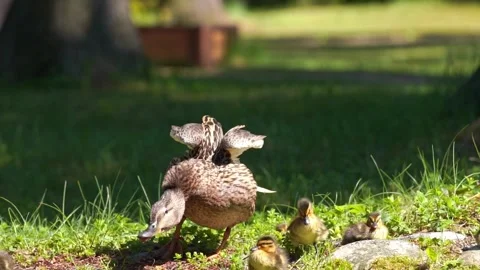 Mallard duck with ducklings  basks in the sun Stock Footage 244080649