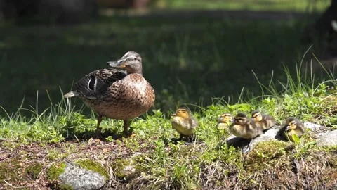 	Mallard duck with ducklings basks in the sun Stock Footage 244080691