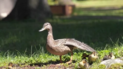Mallard duck with ducklings basks in the sun Stock Footage 244080755