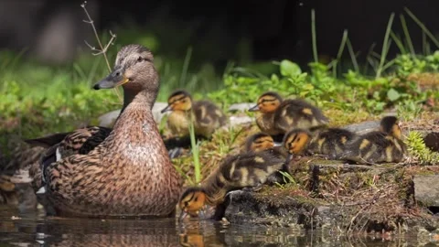 	Mallard duck with ducklings basks in the sun Stock Footage 244080914