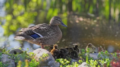 	Mallard duck with ducklings basks in the sun Stock Footage 244081546