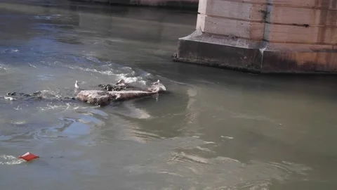 Mallard Duck with Ducklings Floating Stock Footage 182455304