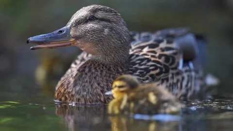 	Mallard duck with ducklings Stock Footage 244080733