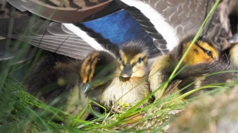 	Mallard duck with ducklings Stock Footage 244081498