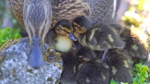 	Mallard duck with ducklings Stock Footage 244081536