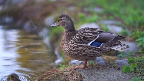 	Mallard duck with ducklings Stock Footage 244081600