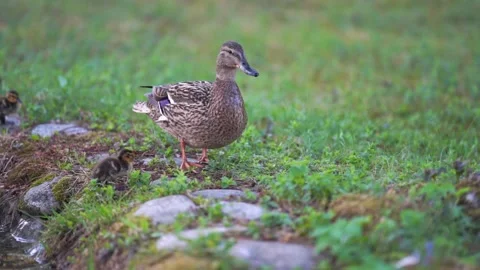 	Mallard duck with ducklings Stock Footage 244081679