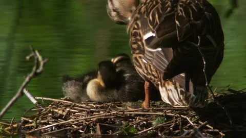 Mallard duck with ducklings on nest in water Stock Footage 329033853